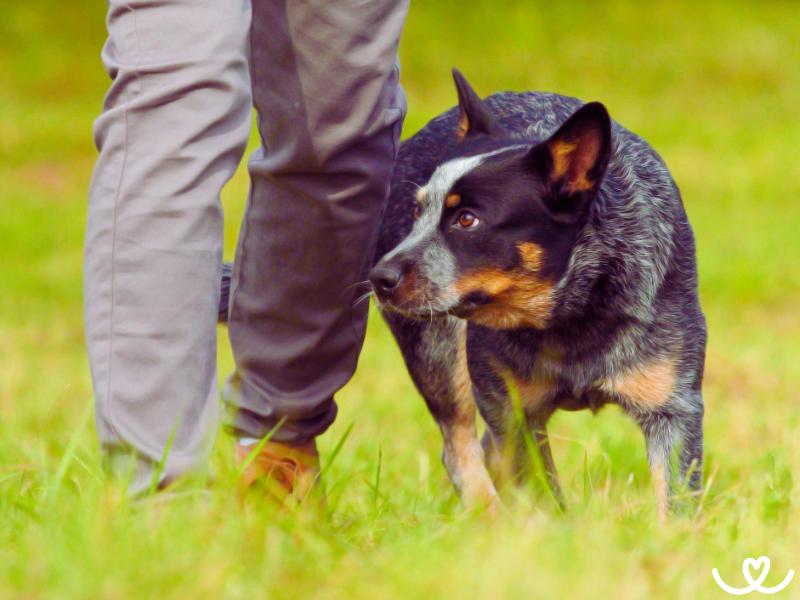 Dog-dancing-trenink (2)